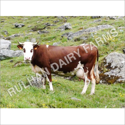 Exotic Cattle Breeds