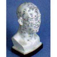 Acupuncture Model - Head 