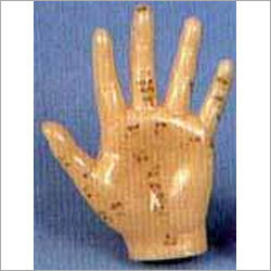 Acupuncture Model - Hand
