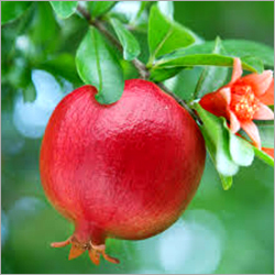Organic Indian Pomegranate
