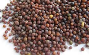 MUSTARD SEEDS