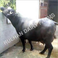 Haryana Murrah Buffalo