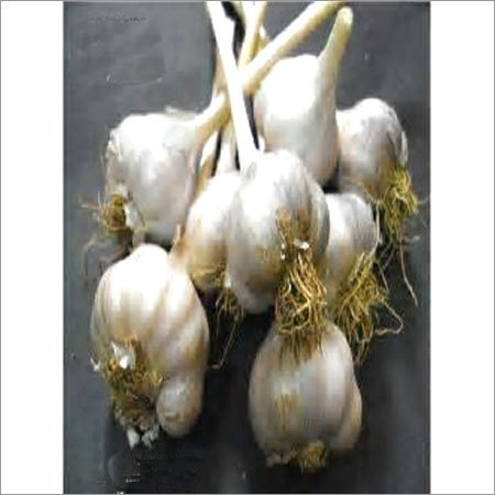 Fresh Indian Garlic