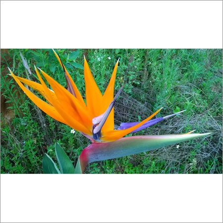 Tropical Foliage Plants