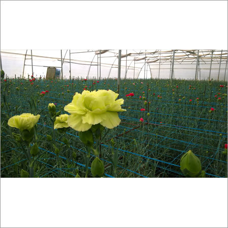 Fresh Flowers