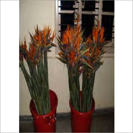 Bird Of Paradise