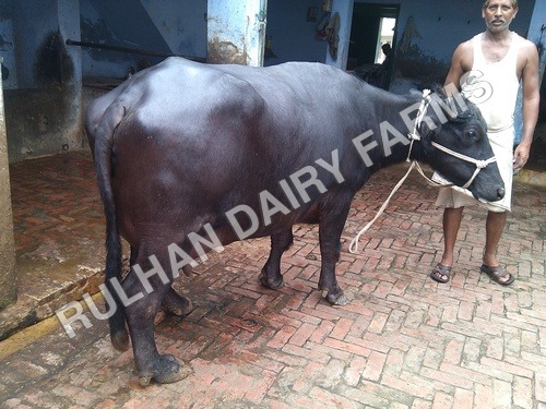 Black Murrah Buffalo