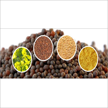 Mustard Seed