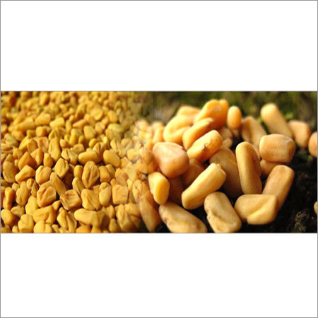 Fenugreek Seed