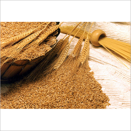 Animal Feed Wheat