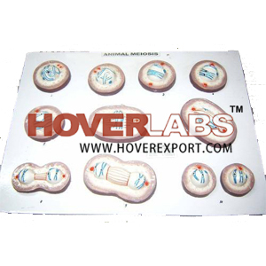 MODEL MEIOSIS