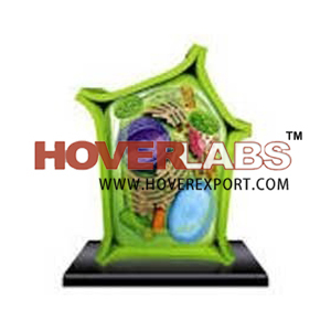 MODELS OF PLANT CELLS - Fiberglass, 28x23x40 cm, Green | Detailed Organelles, 4000X Magnification, Nucleus Internal Structure