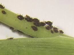 ENTOMOLOGY GLUE OR CARDING GLUE