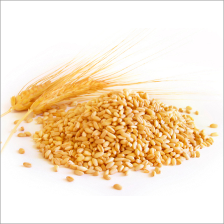 Wheat