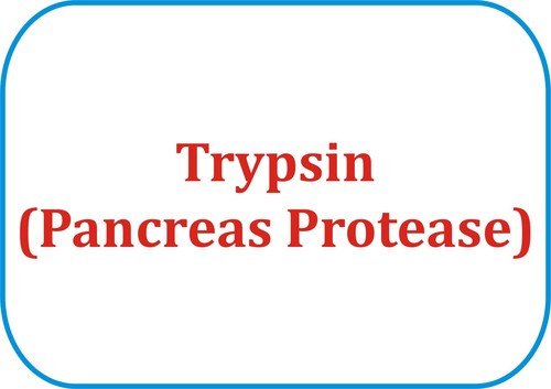 Trypsin (Pancreas Protease) 