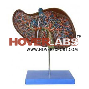Human Liver Models