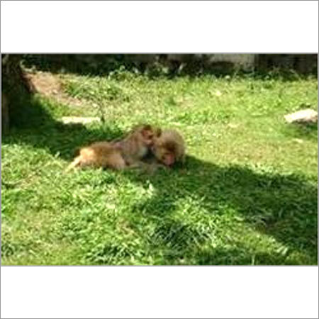 Manali Wildlife Sanctuary Tour