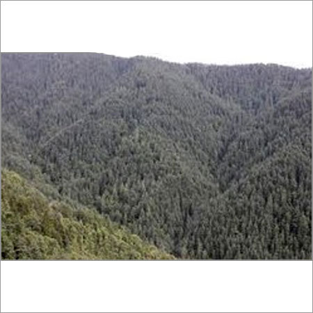 Shimla Water Catchment Wildlife Sanctuary Tour