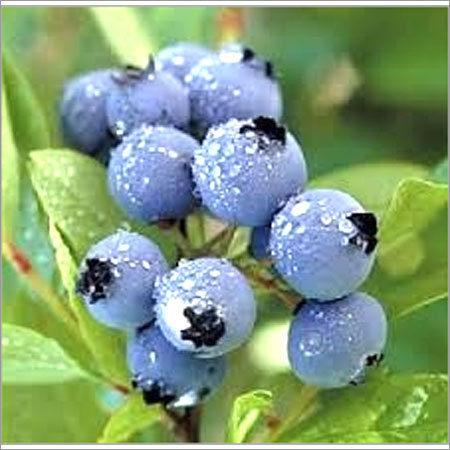 Bilberry Extract