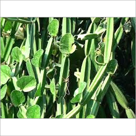 Cissus Quadrangularis Extract