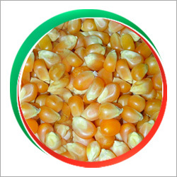 Maize