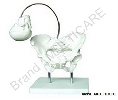 Birth Demonstration Model