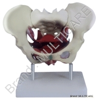 Female Pelvic Muscles & Organ - Plastic, Life-Size, Off-White | Anatomy Model, Teaching Aid, Detailed Organs, Educational Tool