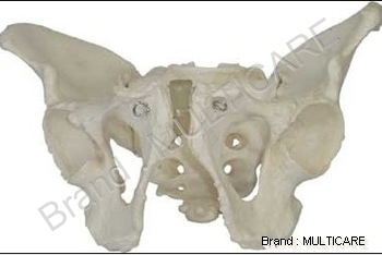 Adult Male Pelvis - PVC Plastic, Life-Size, Off-White | Anatomically Accurate, Durable Medical Training Model