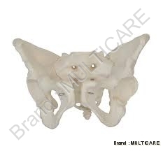 Adult Female Pelvis