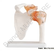 Shoulder Joint Life Size Model