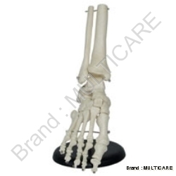 Foot Joint Life Size Model