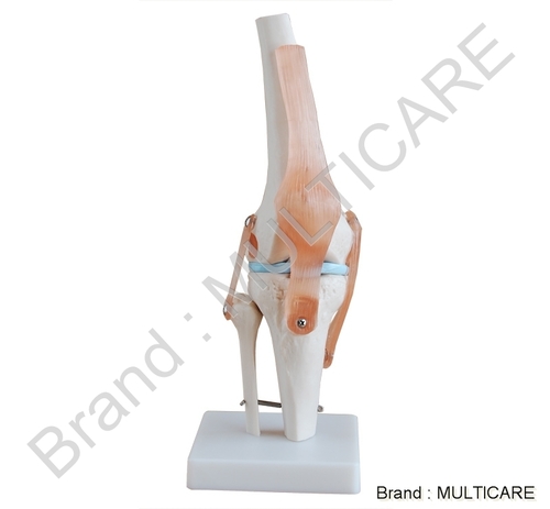 Knee Joint Life Size Model