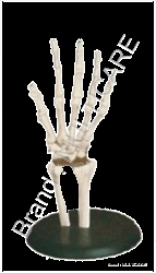 Hand Joint Life Size Model