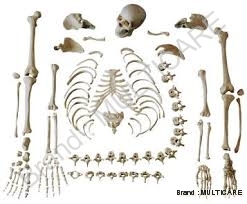 Disarticulated Human Skeleton