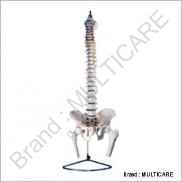 Vertebral Column with Pelvis And Femur Head (Tall 85 cm) - PVC Material, 85 cm Tall, Off-White, Chrome Stand | Life-Size, Detailed Anatomy, Inflexible Model