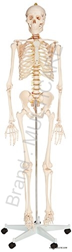 Human Skeleton Life Size Model - PVC Plastic 170 cm, Removable Arms and Legs, Movable Jaw, Sturdy Base