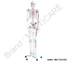 Human Skeleton with Muscles & Ligaments (Tall 180 cm)