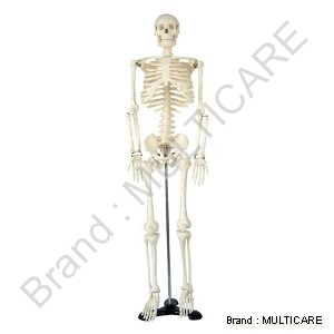 Human Skeleton Medium (Tall 85 Cm)