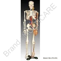 Human Skeleton with Nerves & Blood Vessels (Tall 85 Cm)