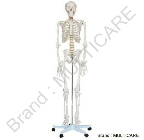 Human Skeleton Life Size (Tall 180 Cm)