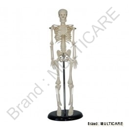 Mini Human Skeleton ( Tall 42 cm)