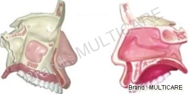Anatomical Nasal Cavity Model