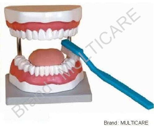 Tooth Hygiene Set Model - Plastic, 15x10x8 cm, White | Realistic Model, Durable, Crack Resistant, Easy Cleaning, Clinical Teaching