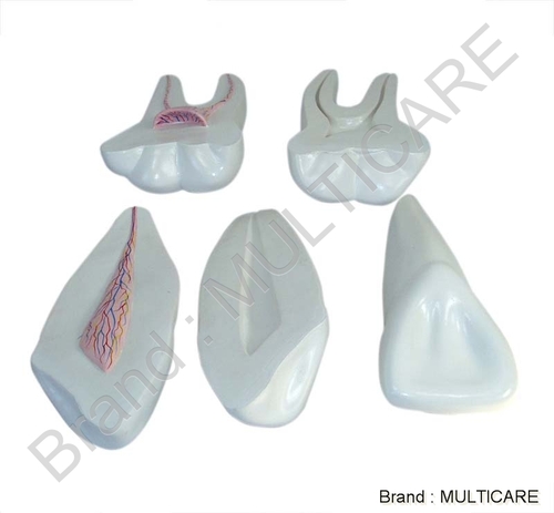 Expansion Model Of Human Teeth - Plastic Material Life-Sized Off-White Color Accurate Design Durable Model Detailed Anatomy Educational Tool