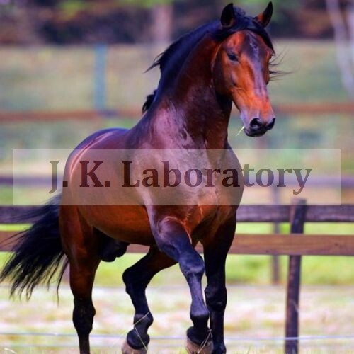 Veterinary Health Testing સેવાઓ