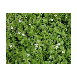 Bacopa Extract