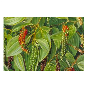 Blackpepper Extract