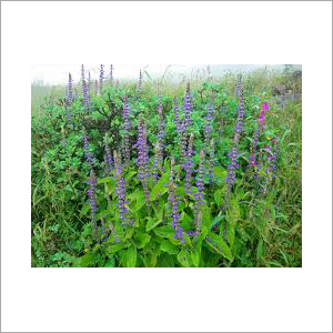 Coleusforskoli