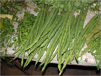 Moringa Oleifera Extract