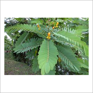 Senna Extract